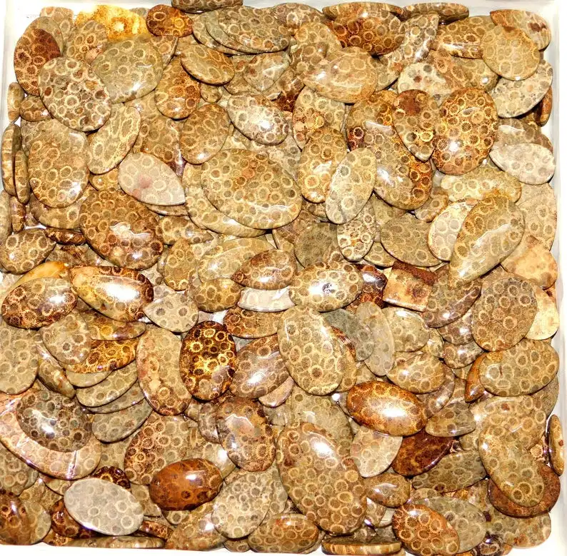 Yellow Fossil Coral Stone Natural Fossil Coral Cabochon Fossil Coral Gemstone Wholesale Fossil Coral Loose Gemstone For Jewelry