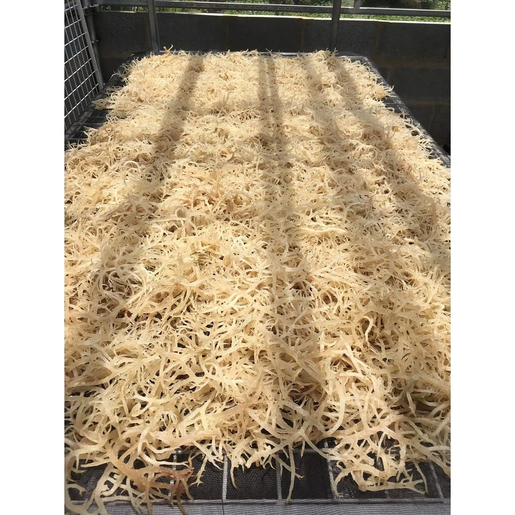 Большое количество сушеных морских водорослей ирландского морского мха Eucheuma Cottonii с чрезвычайно питательной Овощной Мэри