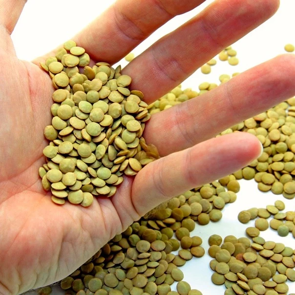 
Green Lentils 6mm good quality origin Turkey 
