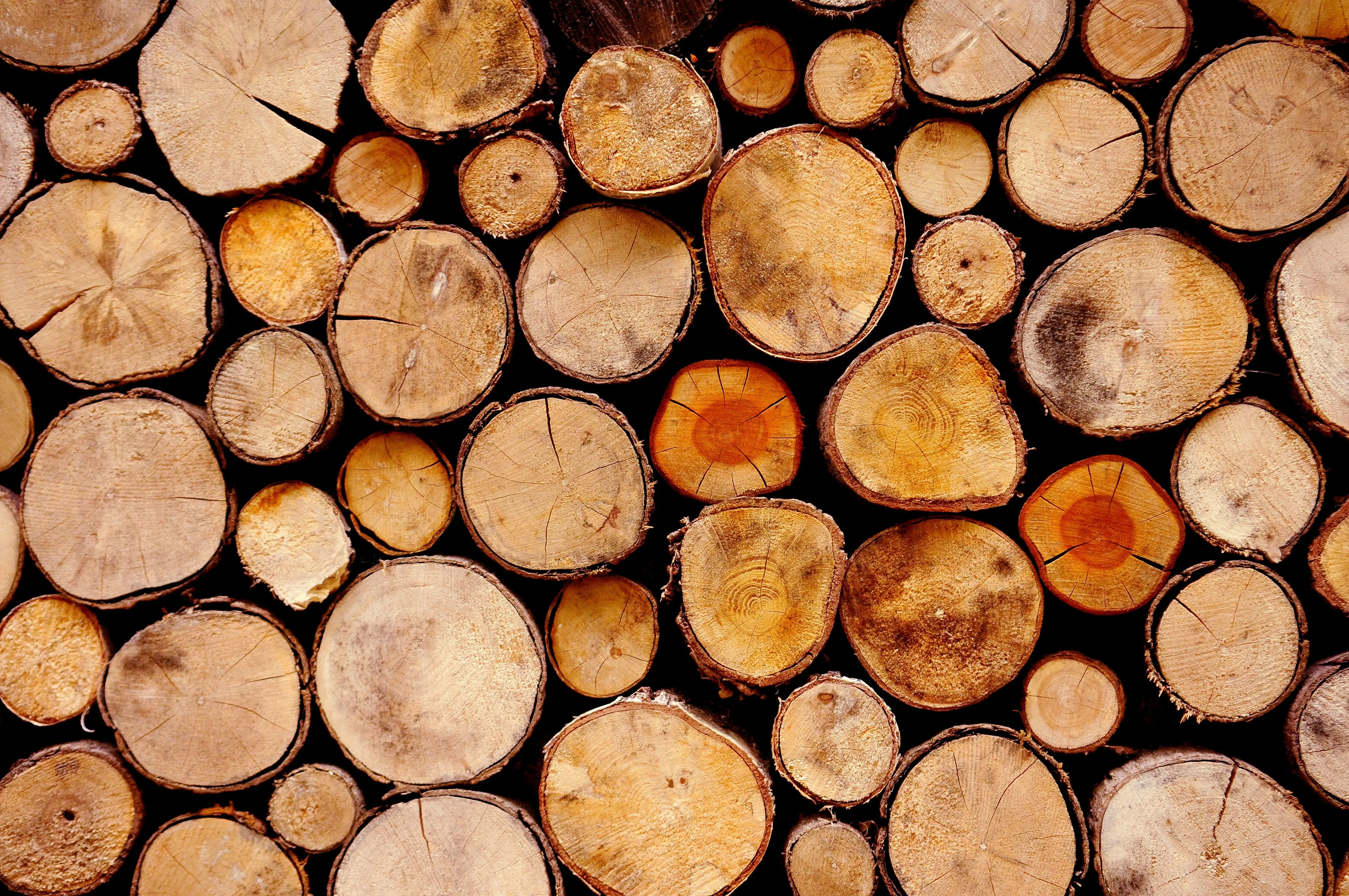 Raw  cut Beech Logs , Cherry Logs, Birch Logs for sale/western red cedar logs for sale