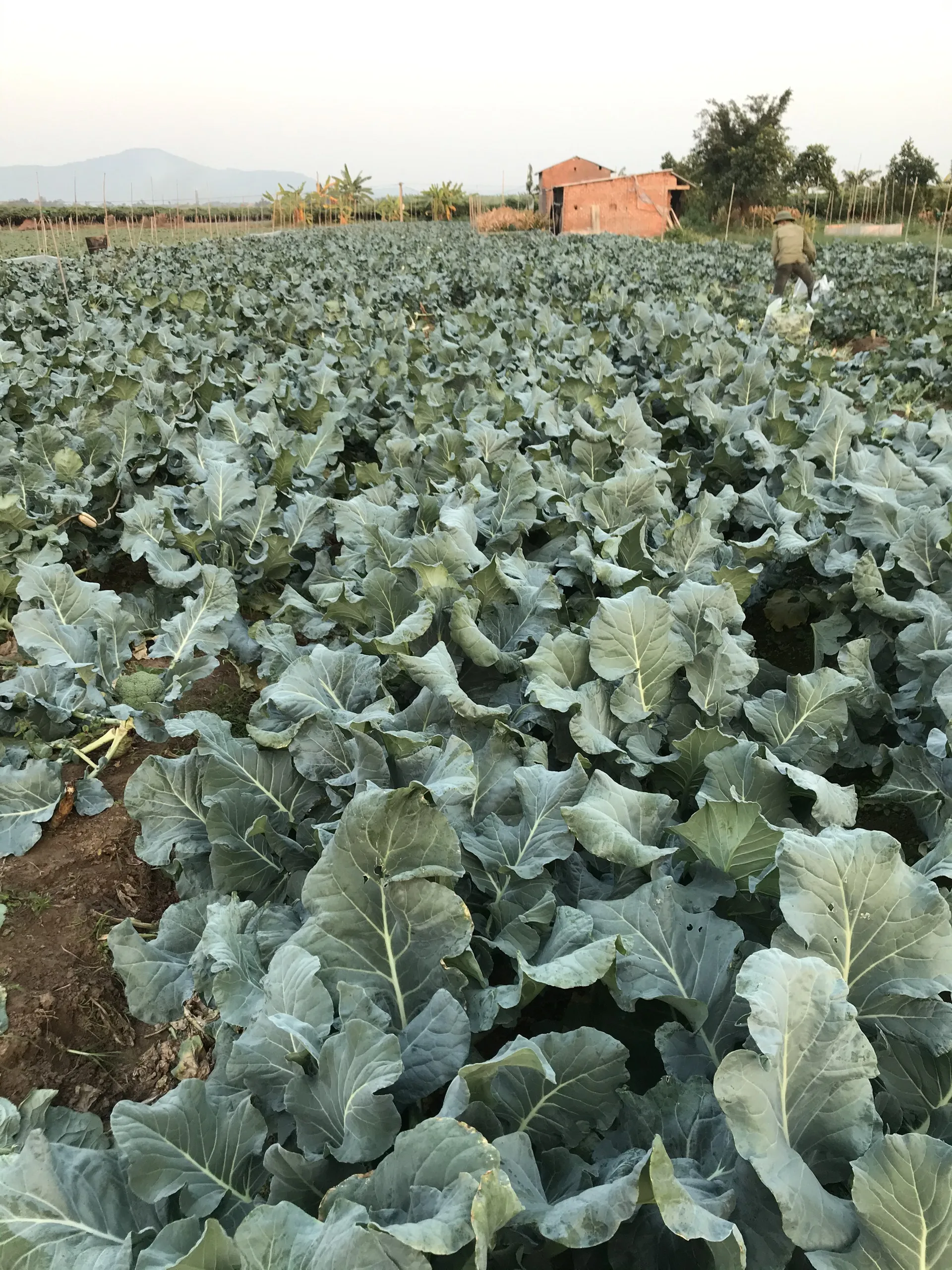 
Good Price 100% Maturity New Crop High Quality Hot Sale Fresh Viet Nam Broccoli Frozen Storage 