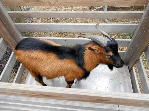 Spanish goats
