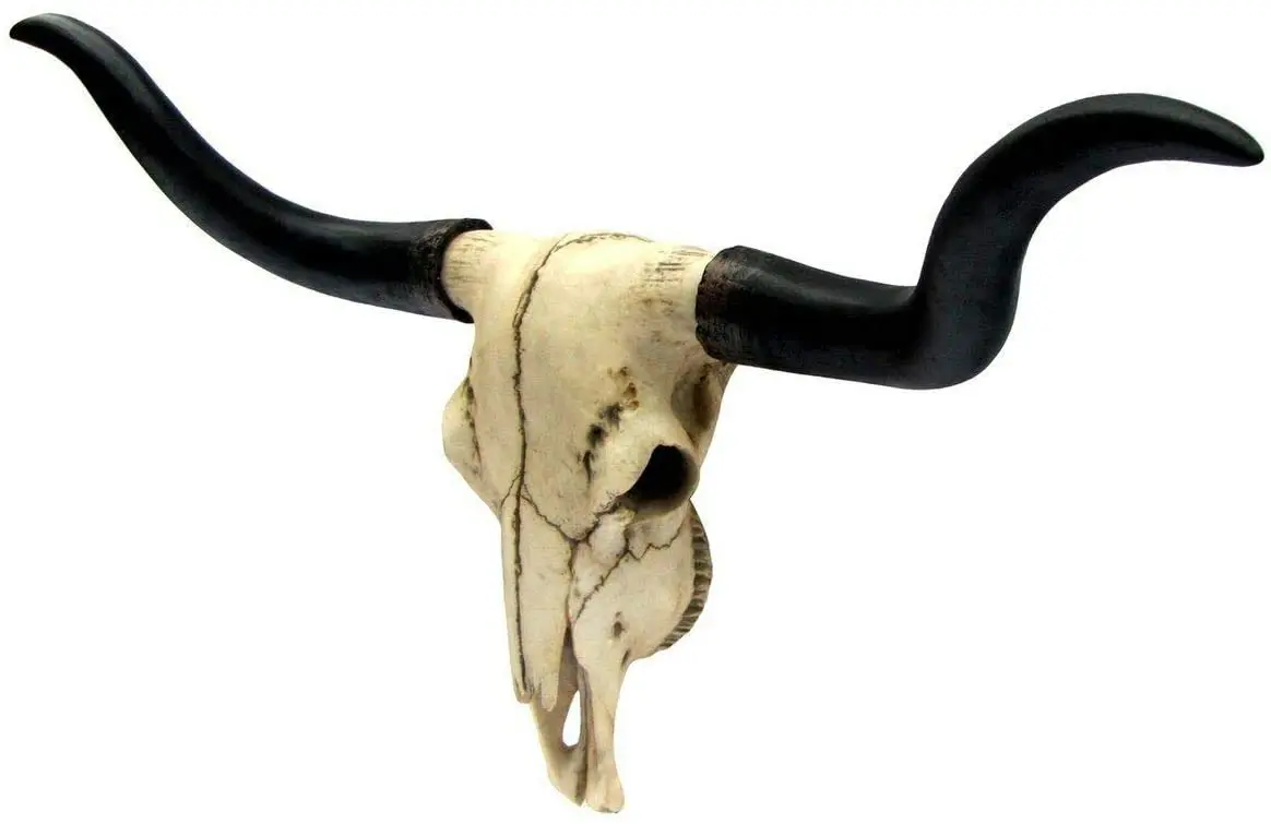 Buffalo/ox /cow Raw Horn for Decoration Manufacturing India IN;34648 Polished Vintage Rw00008 Animal Organic Material
