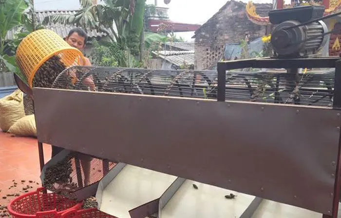 Молодой кипяченый/высушенный betel по низкой цене от компании Gia Нгуен