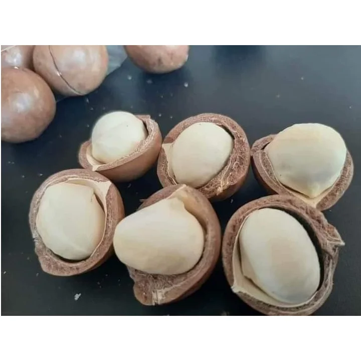 
High Quality Organic Dried Macadamia Nuts Shell Cracked in Zipper Bag Packaging 