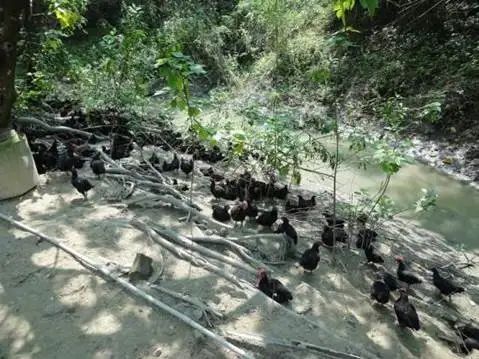 Заводская цена пищевые добавки концентрированная куриная эссенция иммунный усилитель для любого возраста