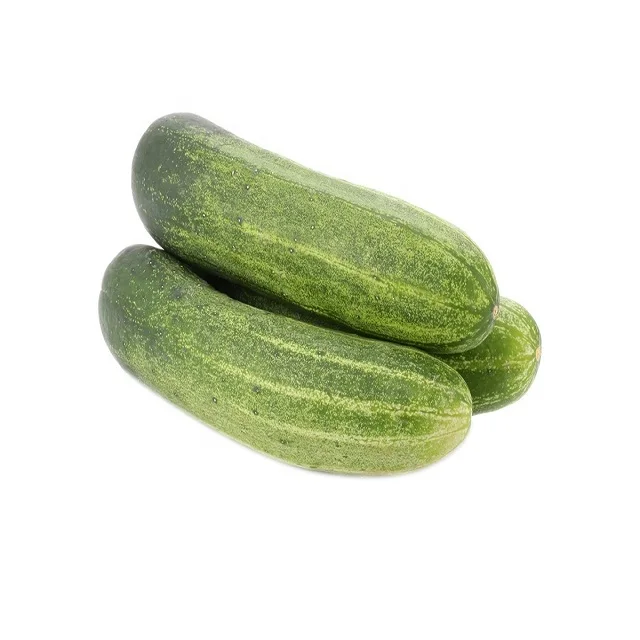 Fresh Vegetables Green Cucumber from France ready for export