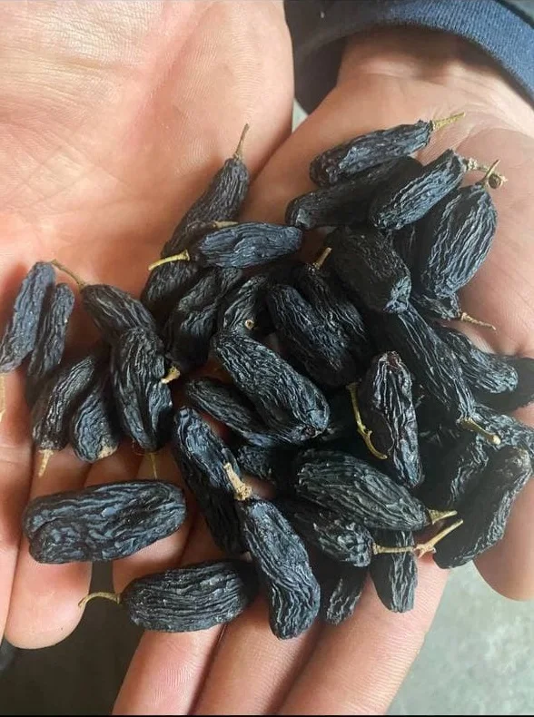 Урожай премиум-класса оптом из Узбекистана 2021, пакеты 25 кг, органические сушеные фрукты, Черный Изюм