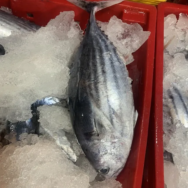 Best quality frozen whole round striped tuna from Viet Nam