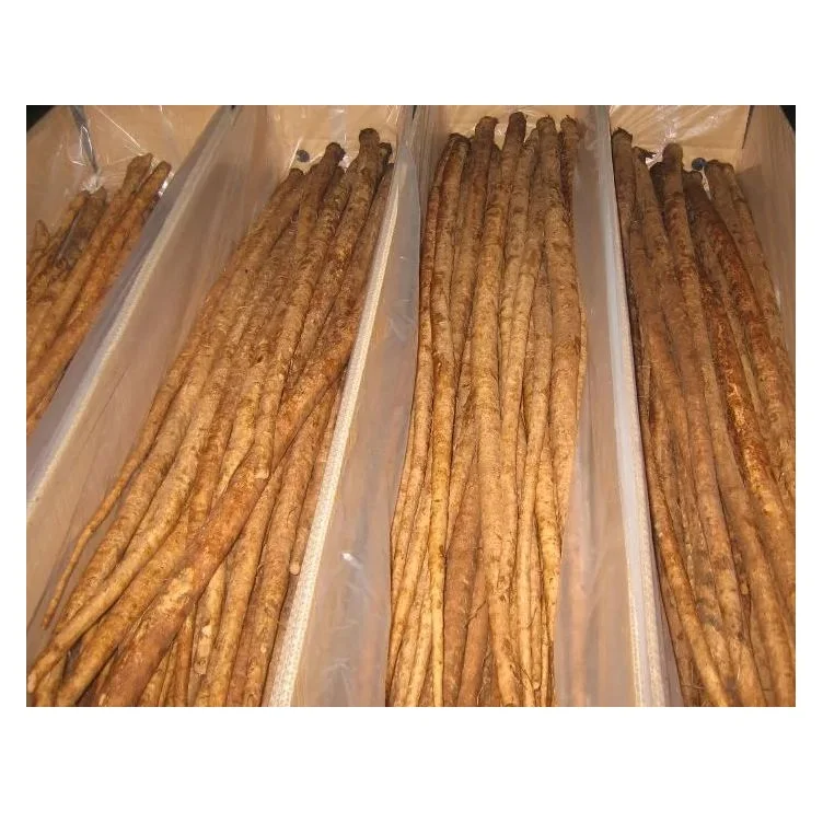 High Quality Fresh Burdock Vegetables Available For Sale At Low Price