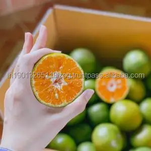 DRIED ORANGE Premium quality Delicious dried Orange Sweetened dried Orange Original organic fruit Export grade from Thailand