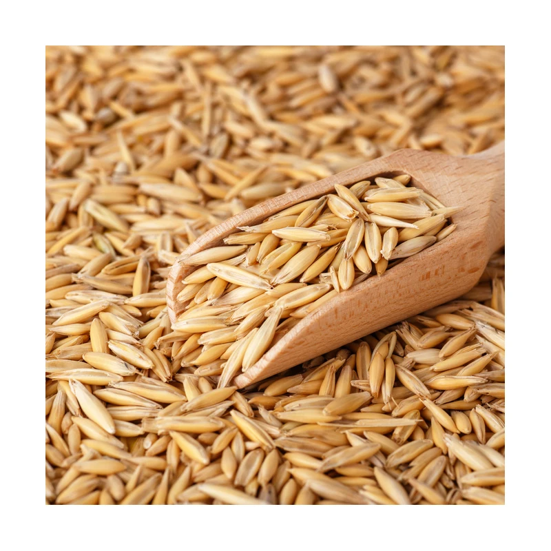 
Premium quality natural oats grain in bulk 