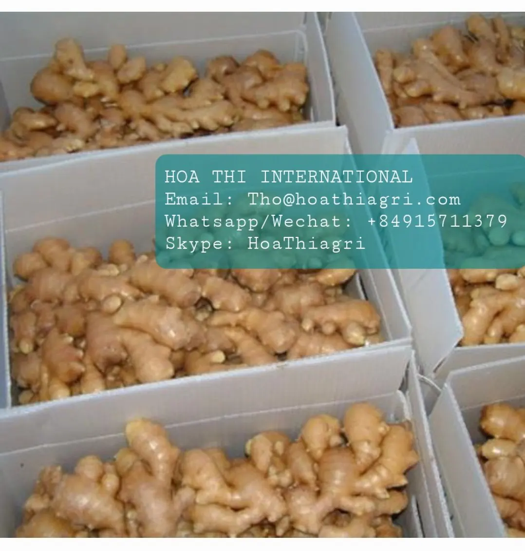 High Quality Yellow Color 80cm up Size Common Cultivation Type 0.5 Kg  Fresh Ginger Origin From Vietnam