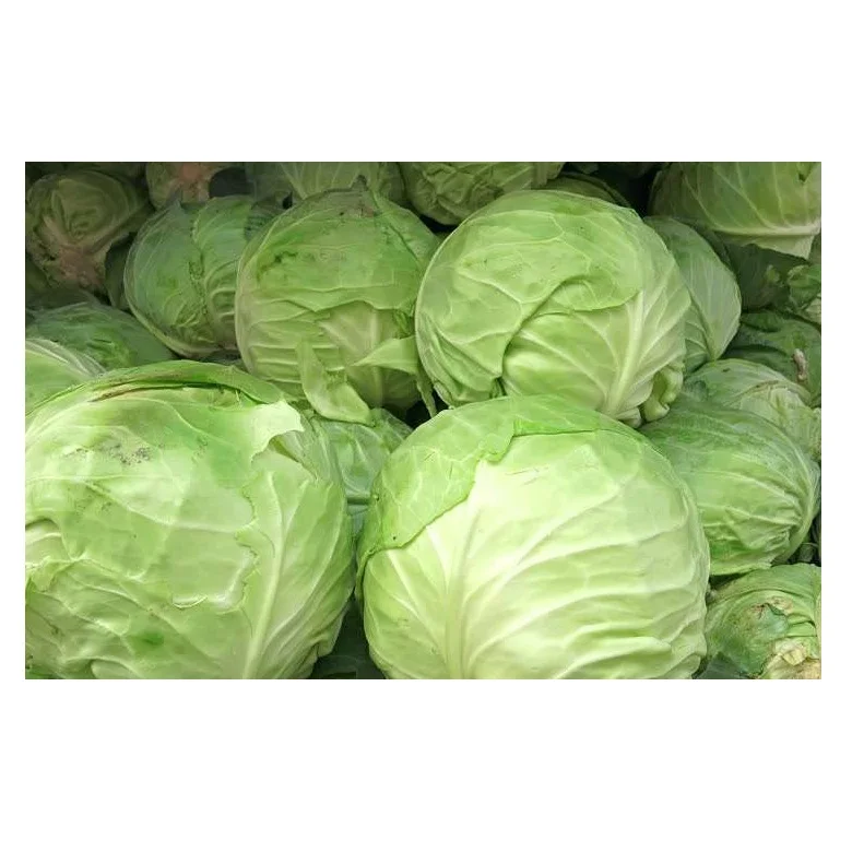 Оптовая цена контейнеры для свежих овощей доступные оптовой продажи