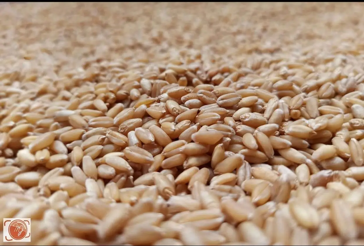 Durum Dried Russian Wheat Grains