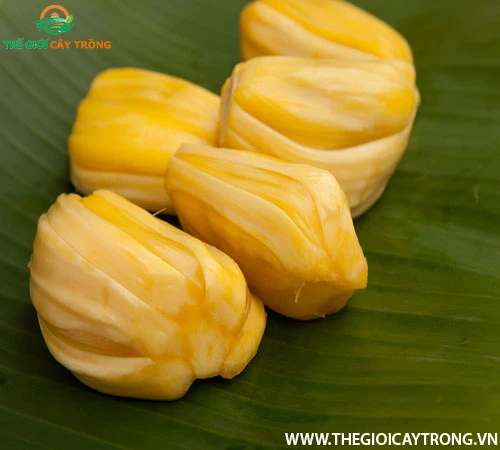  Вьетнамский свежий Jackfruit No chemichals (WS: + 84904230236)