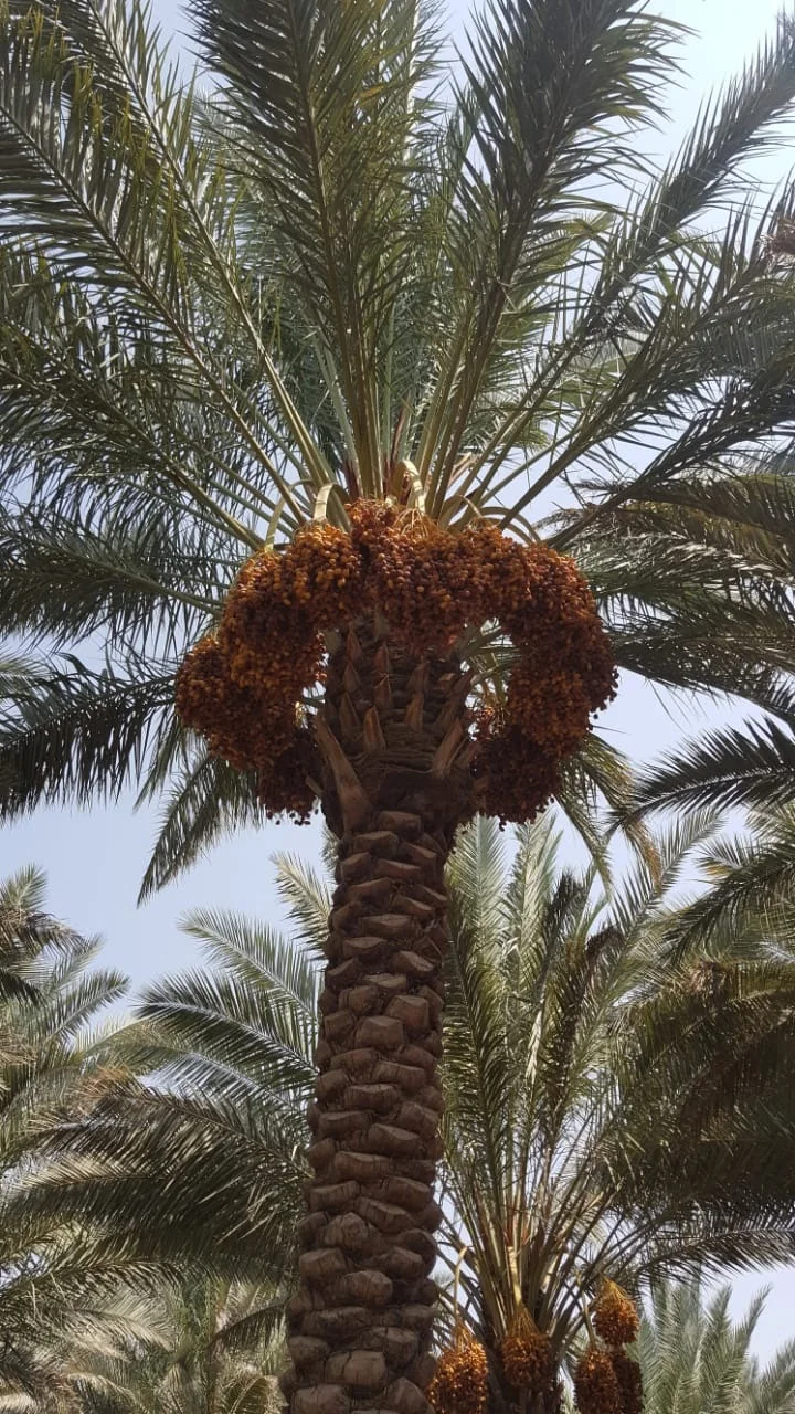 Wholesale New Arrival Egypt Dried Fruit Dry Certified d Dates dates for good price