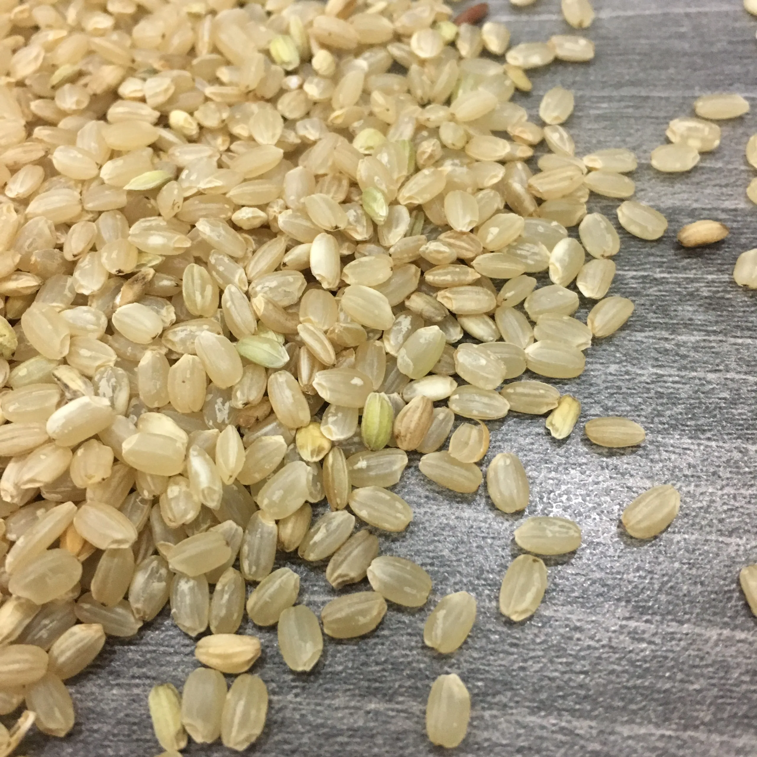 Коричневый рис JAPONICA 5% сделано в Вьетнаме высокое качество