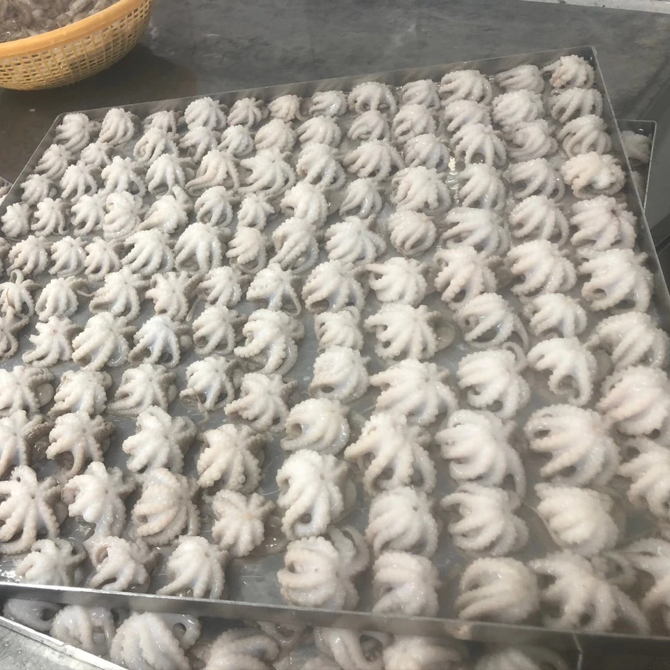 
Frozen Baby Octopus in Viet Nam Good quality 