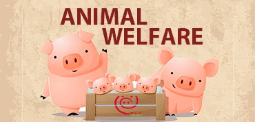 Сделано в Италии, пищевые продукты высокого качества, свиное мясо, PGI, сантоанджело, салями, колбаса