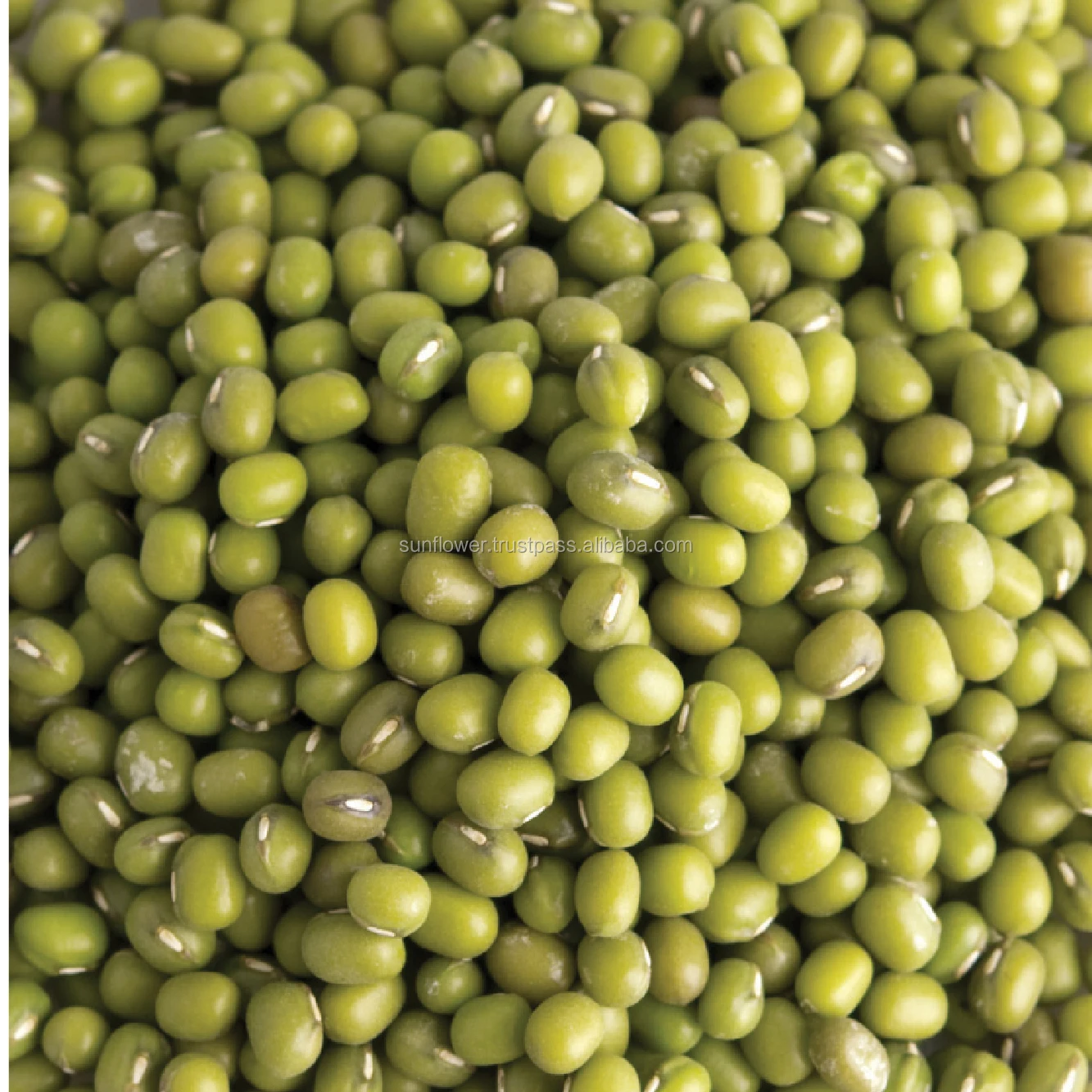Thai Green Mung Beans machine cleaned New Crop Premium Quality