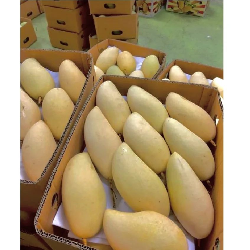 
Wholesale EWC Brand Thailand Fresh Gold Honey Namdokmai Mango GMG006 For Sale 