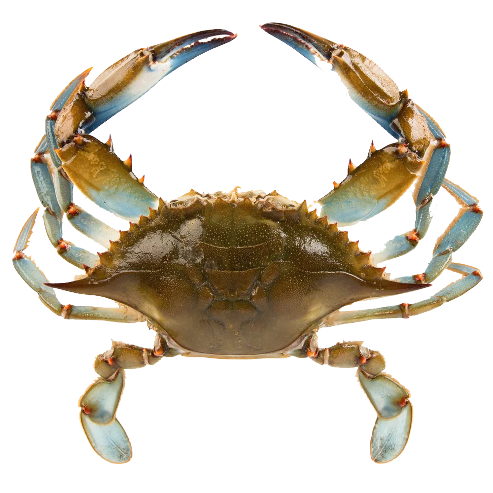 Грязевой краб