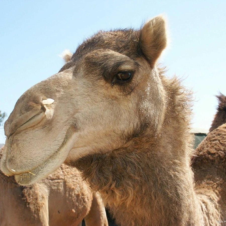 
Camel Race Feed 