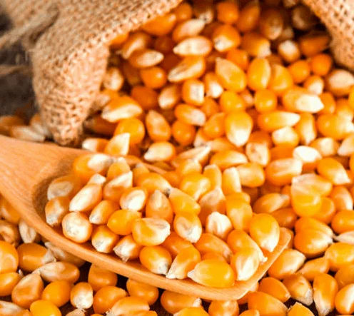 Горячая Распродажа желтая кукуруза оптовая цена корм для животных