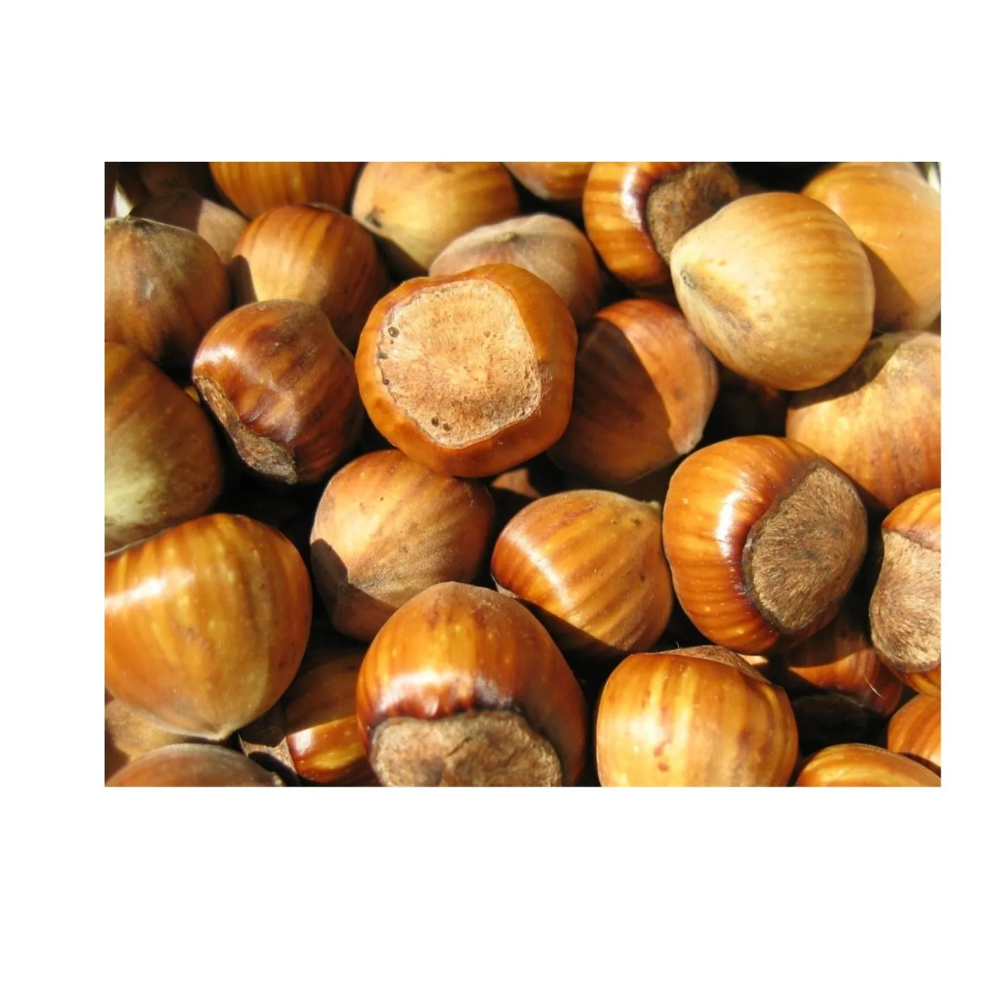 Roasted Hazelnuts Blanched Hazelnuts Organic Dried Hazel Nuts