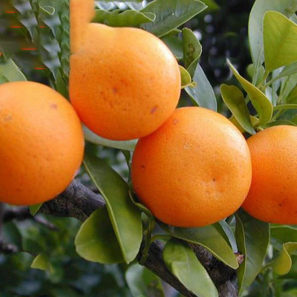 Small MOQ Chinese Fresh Mandarin Orange