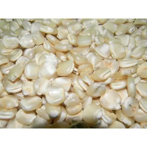 
High quality Best Grade White Corn Maize For Animal Feed White Maize Corn 