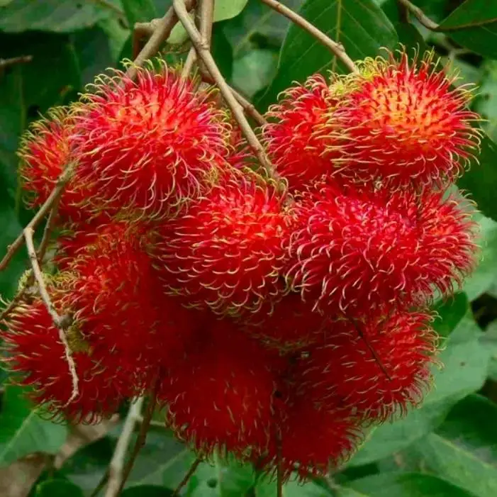AD свежий Rambutan замороженный дегидрат продукт из Таиланда от бренда Zain