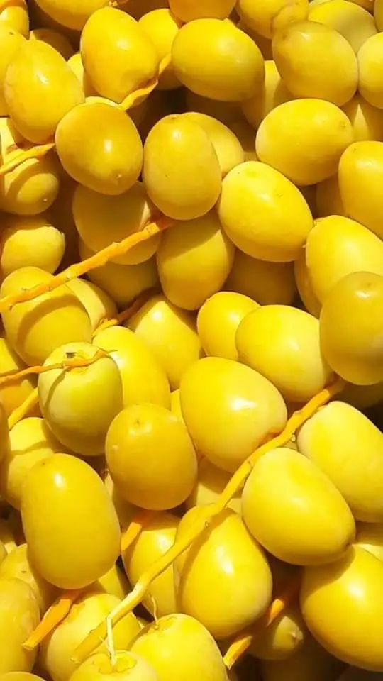 
high Quality Egyptian Fresh Barhi Dates 