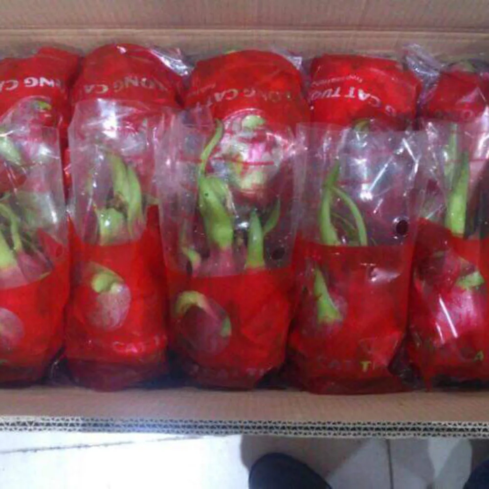 Белый плод дракона гарантированное новое и свежее/экспортное качество (порт хошиминь)