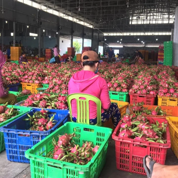 Fresh dragon fruit for exporting with standard quality packaged carefully and the best price shipping to EU US ASIA market