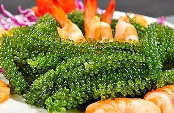 Оптовая продажа свежих соленых видов винограда сделано во Вьетнаме/Лучшая цена/мисс Анни: + 84 973 125 732 (Whatsapp)