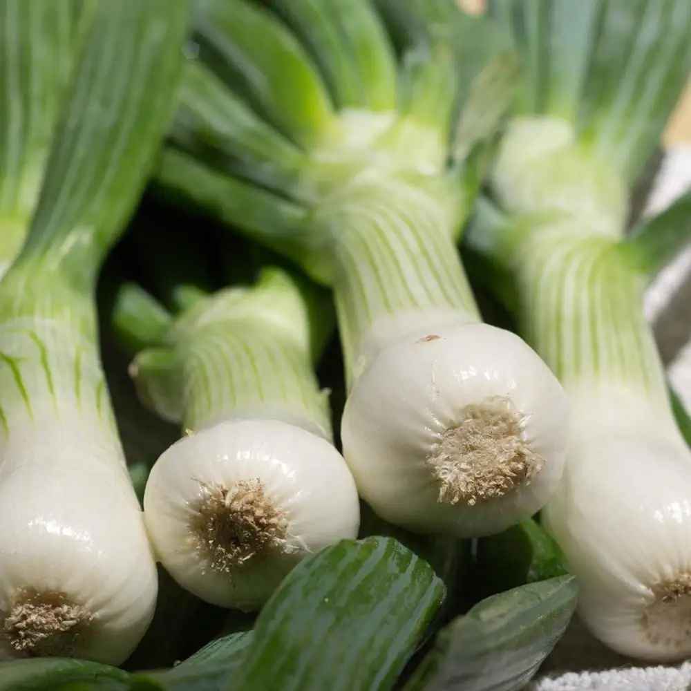 
High Quality Fresh Scallions 