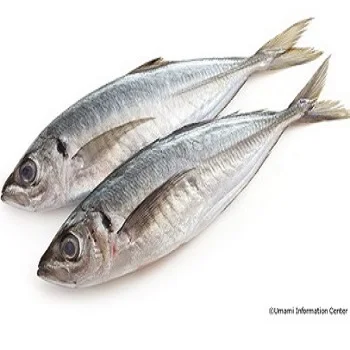 FACTORY SALE HIGH QUALITY FROZEN HORSE MACKEREL