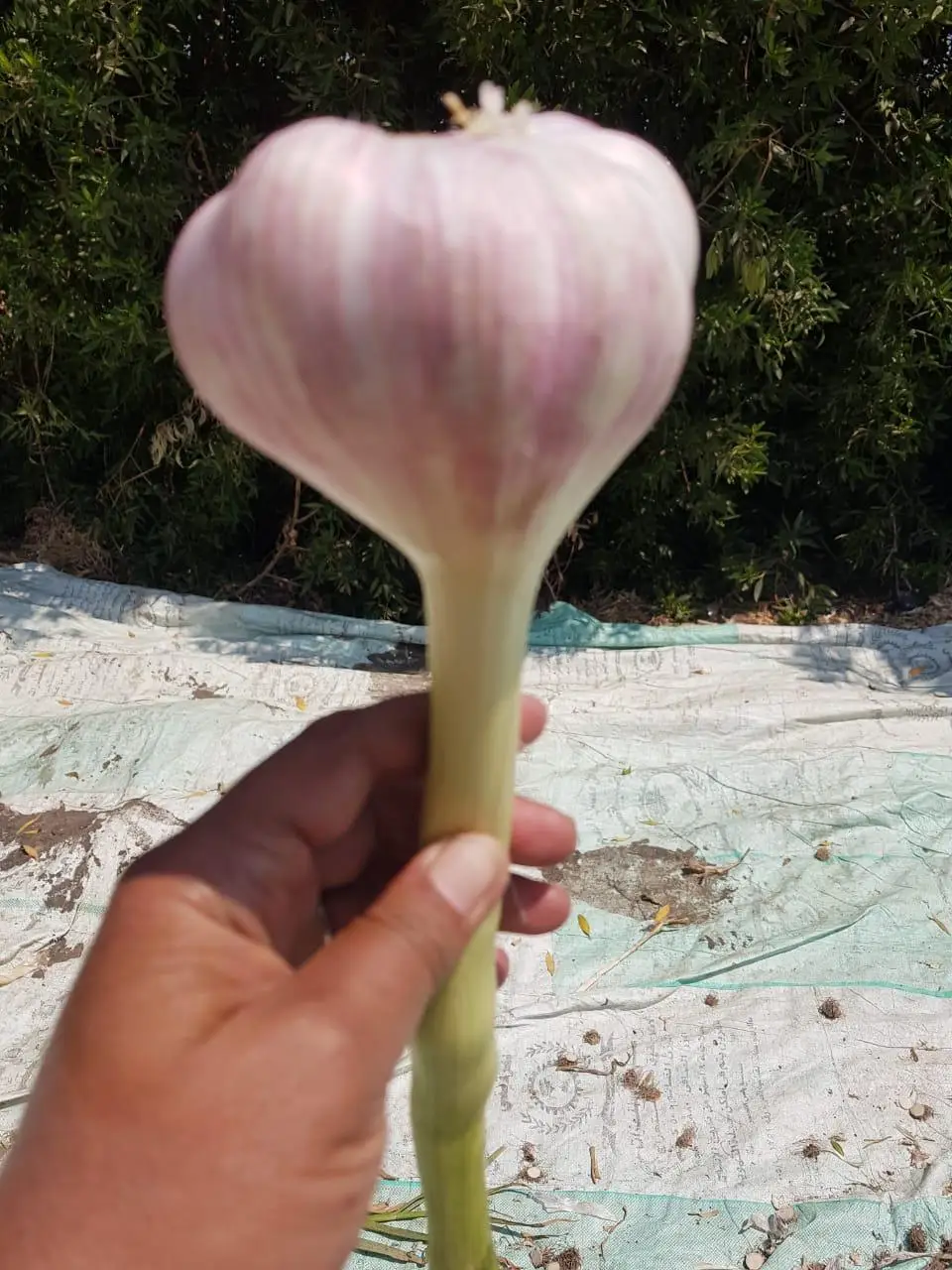 Wholesale price premium grade Fresh White and Red Garlic for export