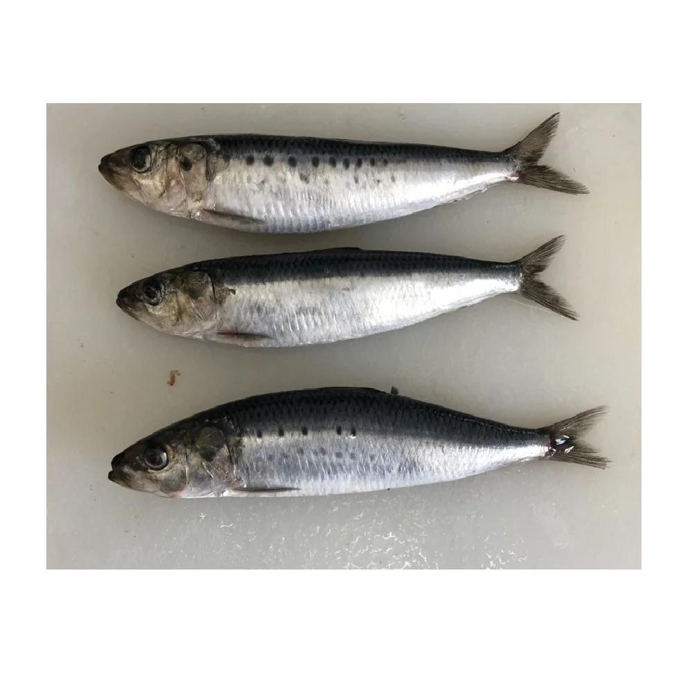 Whole Part Frozen Japanese Sardine 24 Months Shelf Life With Weight 1kg/piece Good Freshness Low Sodium Low Salt
