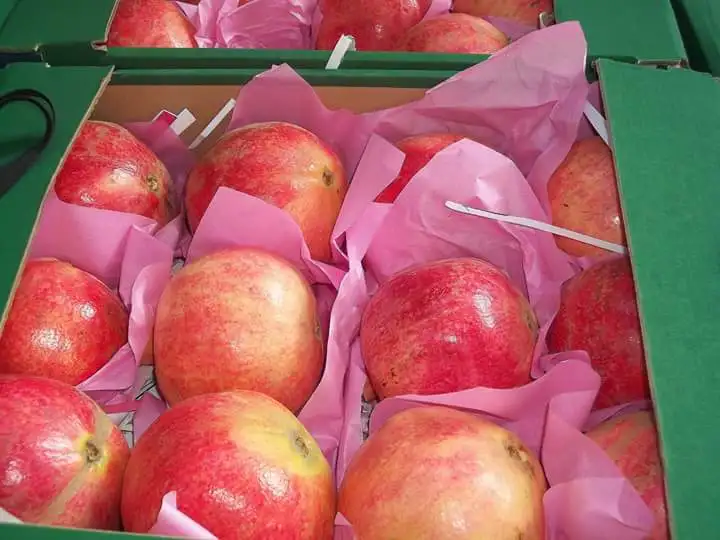 Exclusive POMEGRANATE at a low price available for export