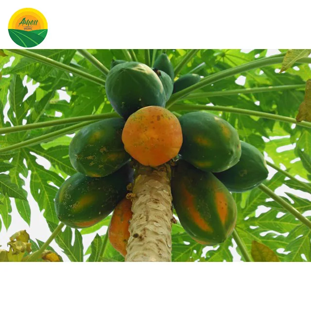  VIET NAM PAPAYA WITH HIGH QUALITY BEST