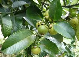 Vietnam Mangosteen fresh fruit cheap price - Premium quality, clean farming, Global GAP, prestige MS ANNA +84902804571