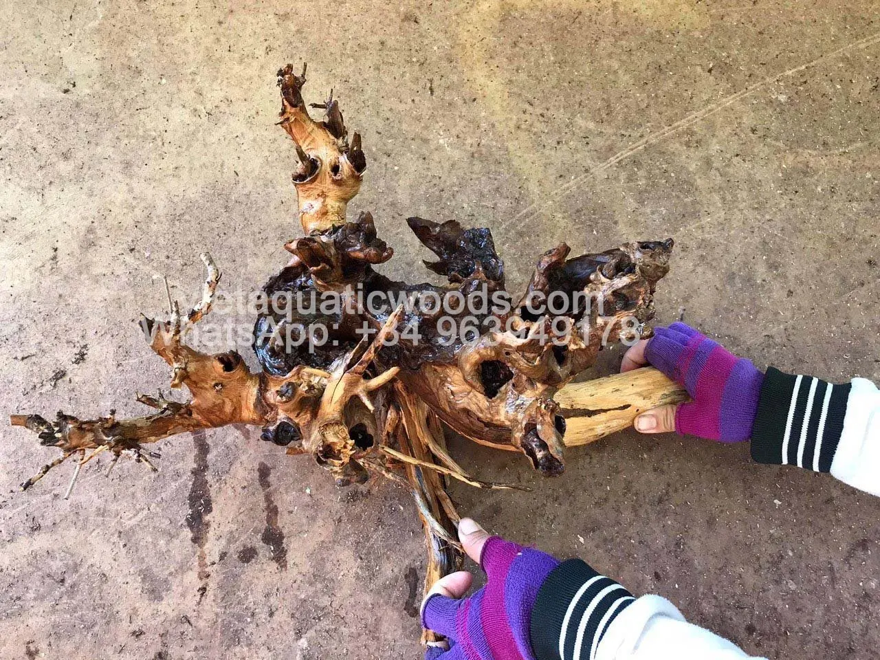 Hot arrival  Natural driftwood for aquarium ornament Whatsapp +84 963949178