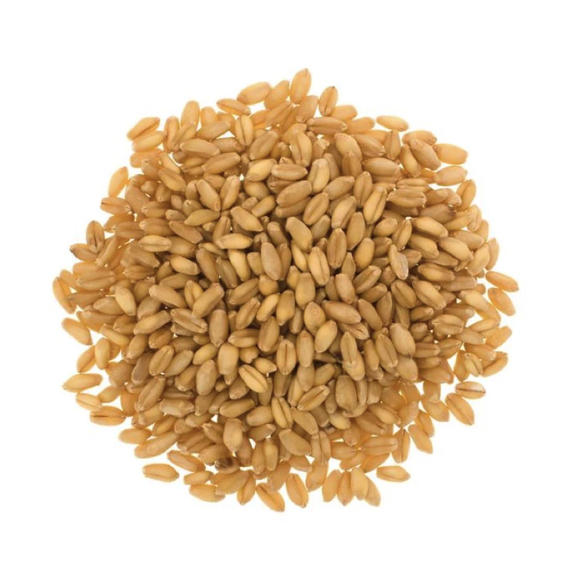 Top Quality Wheat Grains /durum Wheat In Bulk Supply