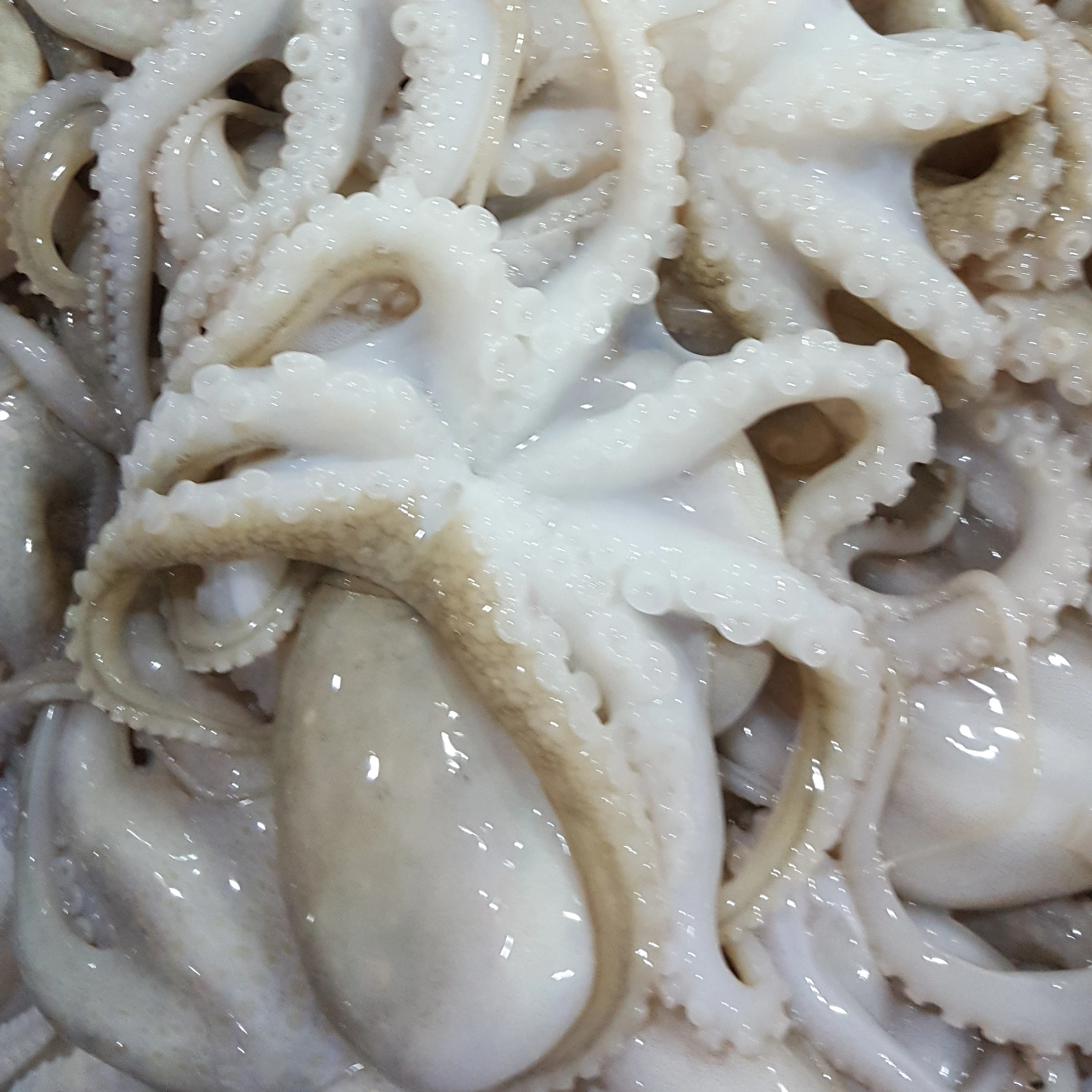 FROZEN BABY OCTOPUS