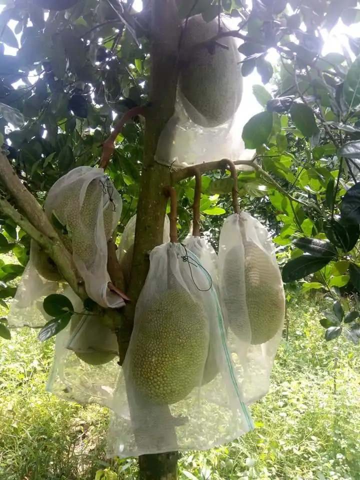 Sweet Taste From Vietnam Fresh Jackfruit 10/15/20/30 kg No Chemicals Top Wholesale