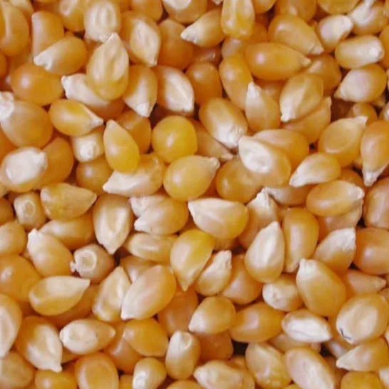 
White and Yellow Corn/Maize food grade for sale 