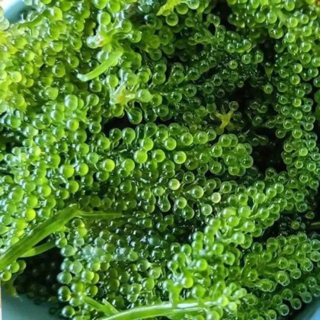  Лидер продаж морские чапсы/соленые водоросли/зеленая Икра мисс гризелда + 84 388 765 004 Whatsapp